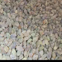 کشمش سایه خوشک