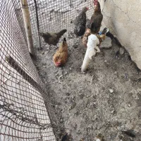 مرغ محلی تخم گذار و کرچ