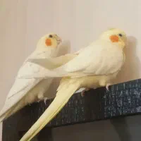 یک جفت عروس هلندی لوتینو سخنگو