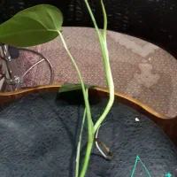 قلمه جوانه برگ انجیری،بامبوخاکی،..|گل و گیاه طبیعی|تهران, ابوذر|دیوار