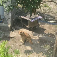 واگذاری رایگان