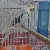 عروس هلندی نر و ماده دستی