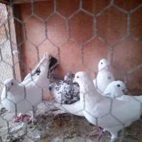 کبوتر