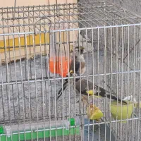 دوتا جوجه سهره نر زیر دهن