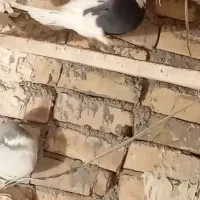 طوقی سیاه|پرنده|بوئین زهرا, |دیوار