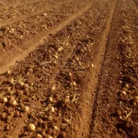 زمین کشاورزی دیم