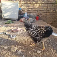 مرغ و خروس ویاندوت|حیوانات مزرعه|شیراز, رکنآباد|دیوار