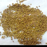 بذر یونجه پابلند صدرصد تضمینی