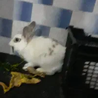 خرگوش خوشکل سالم