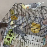 عروس هلندی جفت سخنگو اهلی