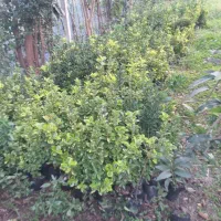 فروش شمشاد تزئین محوطه|گل و گیاه طبیعی|سیاهکل, |دیوار