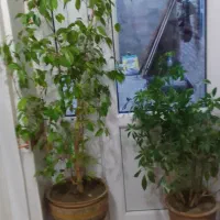 گل و گیاه طبیعی