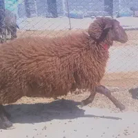 بره نر کشتاری