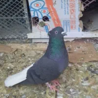 کبوتر کرمانشاه ، زاغ دمسفید|پرنده|شهریار, شهرک بهاران (ویره)|دیوار