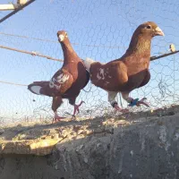 کفتر رنگه عروسک