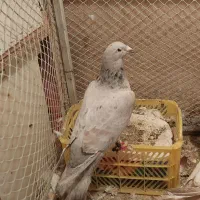 کبوتر سار سبز کرمانی