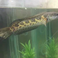 چانا گلدن کبری -۳۰سانتی