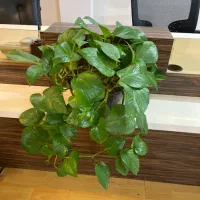 گل آپارتمانی