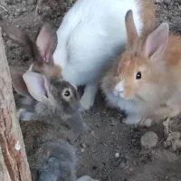 خرگوش خوشگل و رنگارنگ