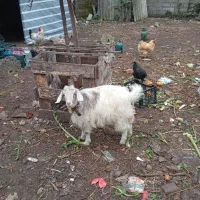 حیوانات محلی|حیوانات مزرعه|رشت, کوی حسینی|دیوار