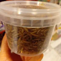 میلورم قوطی|لوازم جانبی حیوانات|رباطکریم, رباطکریم|دیوار