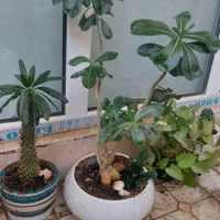 گل طبیعی ادنیوم ماداگاسکار کاکتوس گلدون
