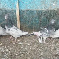 کفتر پاکستانی بالا رو|پرنده|چناران, |دیوار