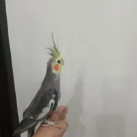 عروس هلندی دستی