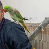 شاه طوطی نر فول دستی