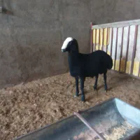 بره قوچ سیاه شال|حیوانات مزرعه|تاکستان, |دیوار