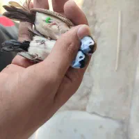 فنچ جغدی قیمت جفت ۲۵۰۰|پرنده|لامرد, |دیوار