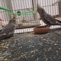 عروس هلندی|پرنده|خواف, |دیوار