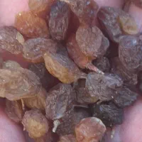 فروش کشمش آفتابی درشت و تیزابی وفخری|خوردنی و آشامیدنی|ضیاء آباد, |دیوار