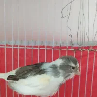 قناری ابلق مست.دره شهر