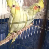 عروس هلندی لوتینو