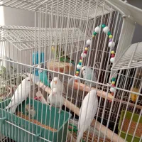 پرنده|پرنده|رباط‌کریم, رباط‌کریم|دیوار