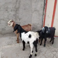 3عددبزپاکستانی زایده وابستن شکم اول