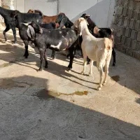 سلام فروش هفت عددبز|حیوانات مزرعه|دالاهو, |دیوار