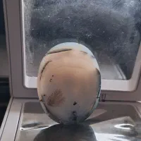 شجر تک درخت|جواهرات|زنجان, |دیوار