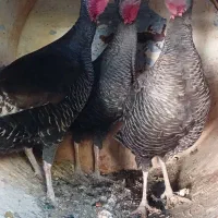 بوقلمون|حیوانات مزرعه|مرودشت, بیست متری بیمارستان|دیوار