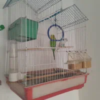 سلام یک جفت مرغ عشق به فروش میرسد