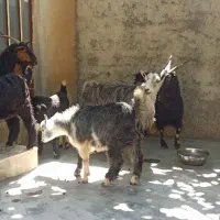 بز و بزغاله درجه یک