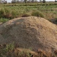 فروش کاه گندم،کپه ای