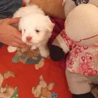 سگ اپارتمانی