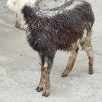 بره وگوسفند