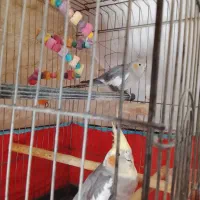 عروس هلندی جفت