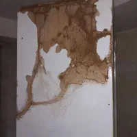 موریانه‌زدایی و سم‌پاشی جانوران‌ موذی (تضمینی)