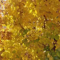 خ وام وام ازدواج فوری