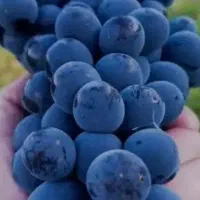 انگور سنندج مریوان سردشت کردستان سیاه شانی کوهی