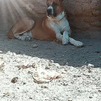 سگ پلنگ